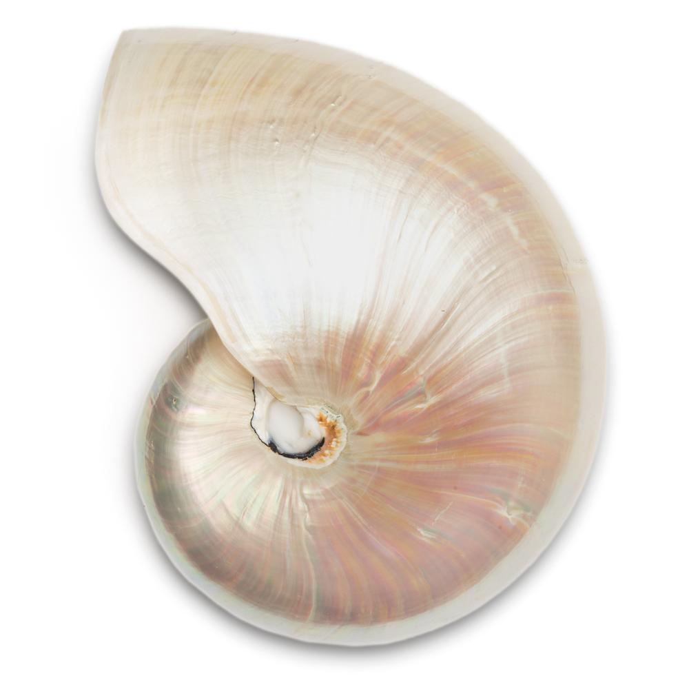 LoeweOfficial's tweet photo. SHELLS.
#LOEWESS15 New visual concept.
#LOEWEvisual http://t.co/H8C1TBZL5c