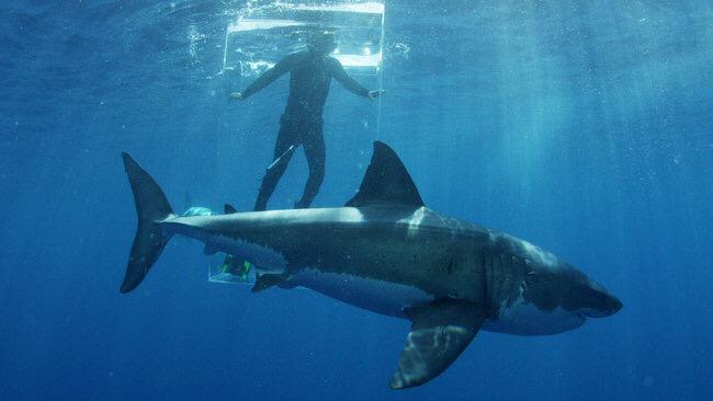 SharkWeek's tweet photo. Retweet if you're excited to see the nearly invisible Shark #GhostCage Sunday Night. #SharkWeek http://t.co/sTmhz4FcoV