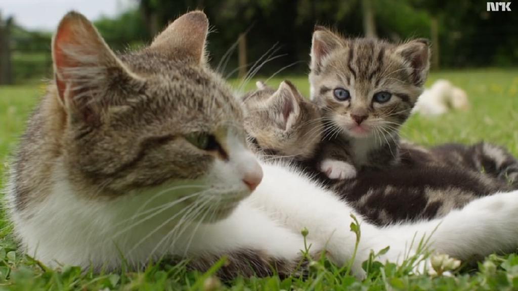 joyfulng's tweet photo. #prettykittens 😻💛 http://t.co/jekFdh7l07