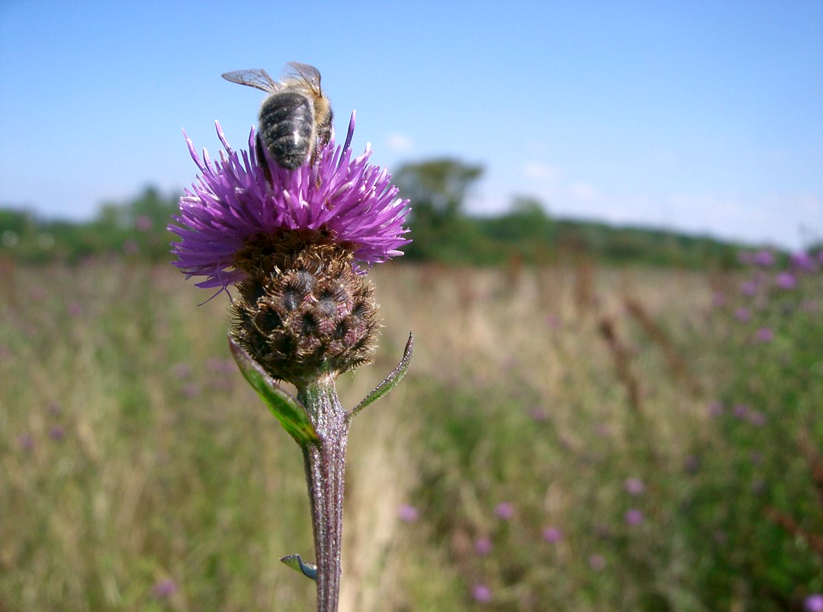 Brinkworth Dairy has Chad's Honey at tomorrow's market. Its runny with a light delicate floral aroma.