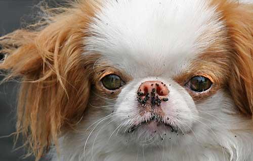 puppypixfiesta's tweet photo. http://t.co/XCEaWXK1Mv