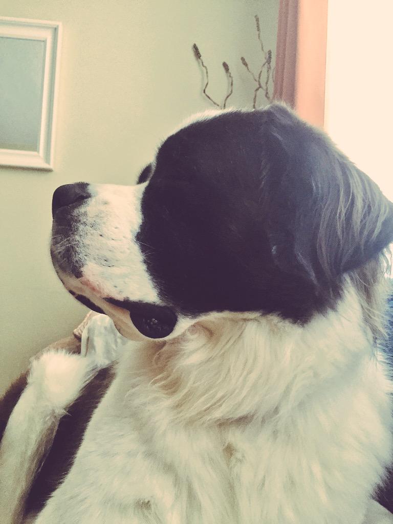 ZachLashway's tweet photo. You're kidding me!?! It's #BringYourDogToWorkDay? Major fail on my part! Instead Sully is at home watching me work... http://t.co/k1M81FIoGW