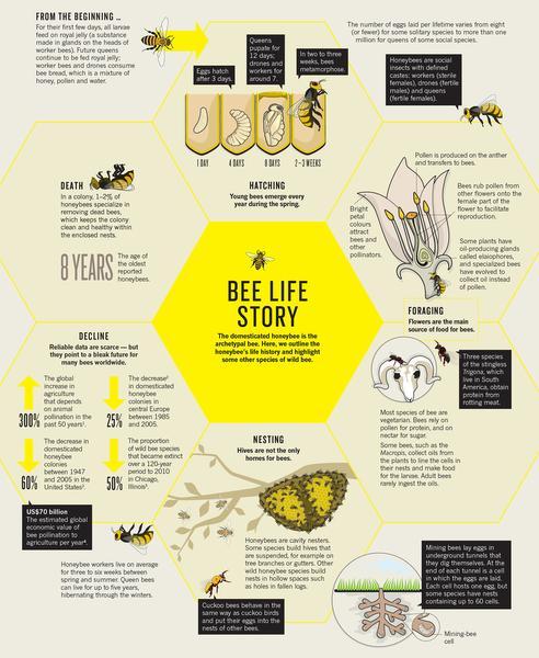 NatureOutlook's tweet image. Did you know there are around 25,000 species of bees? Only 9 or so are honeybees #OutlookBees bit.ly/1BGALZy