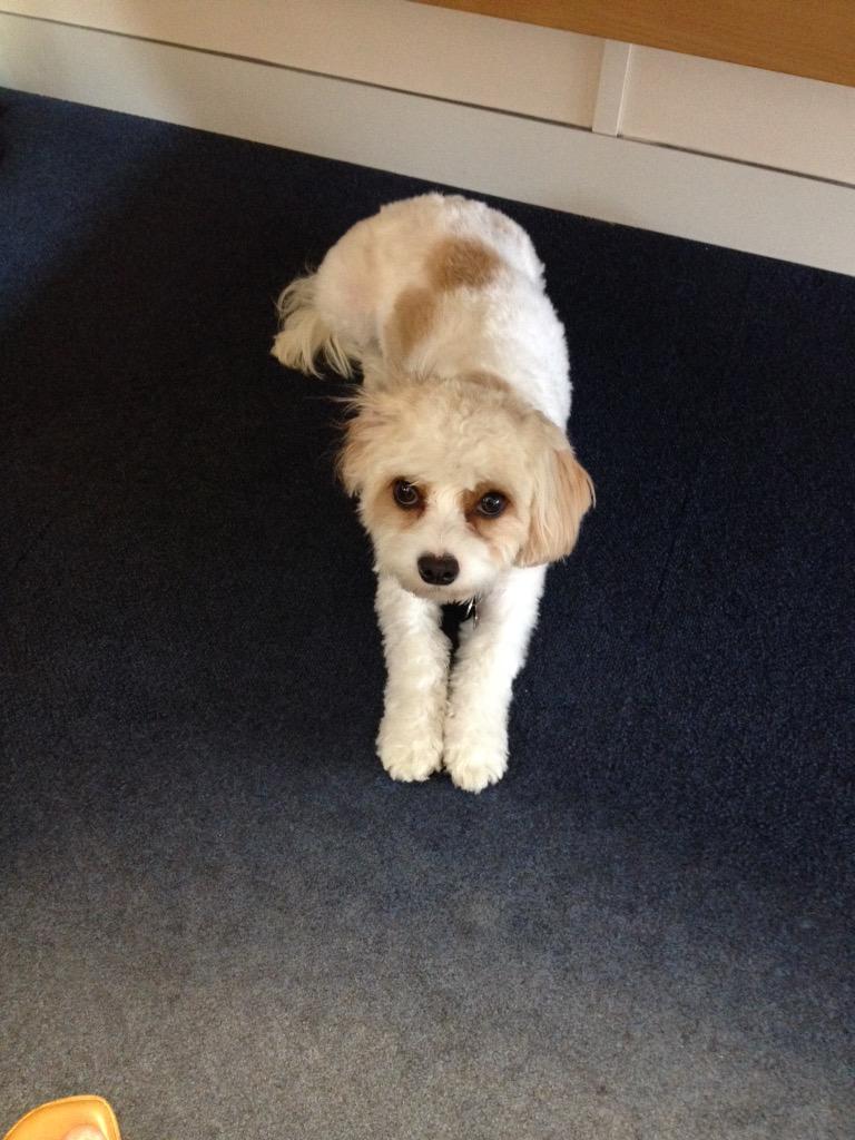 CrisafiKelly's tweet photo. Sammy and all at Morden enjoying being a pet to work day! http://t.co/K9bboAUIwG