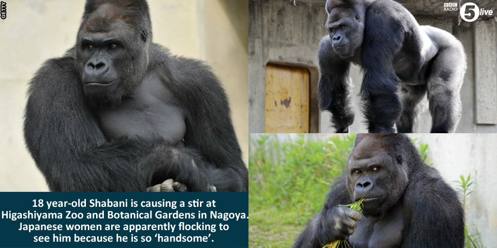 bbc5live's tweet photo. Phwoar? This gorilla is driving the women wild in Japan... http://t.co/0ENyB7mksK