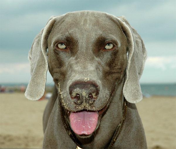 trailzilla's tweet photo. Today is Take Your Dog to Work Day!  Here's ours, who makes us walk at lunchtime too #loveoutdoors  @DogsMonthly http://t.co/77vVVdUo6I