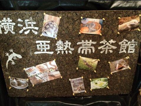 Cafe_BT's tweet photo. 【横浜爬虫類カフェ】（横浜）
店内の爬虫類に触ることもできます。

かめ、とかげ、ヘビ。。。。
苦手な人は落ち着かないでしょうねぇ 。。。 http://t.co/j9kNXIP5Bs