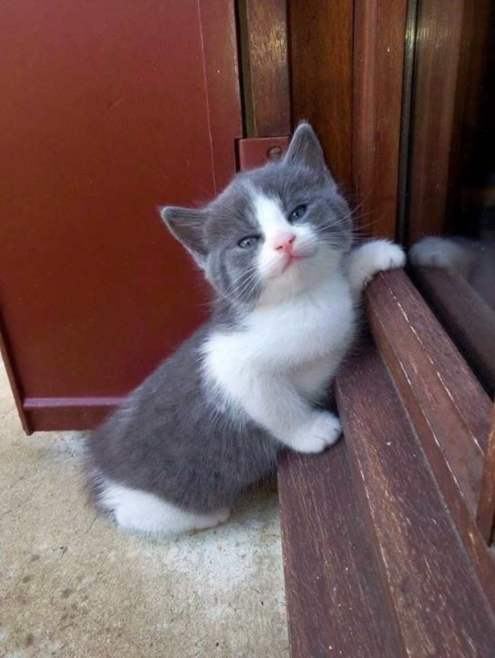 feline_crazy's tweet photo. So cute... So suspicious... #cat #kitten http://t.co/HWpsISRIue