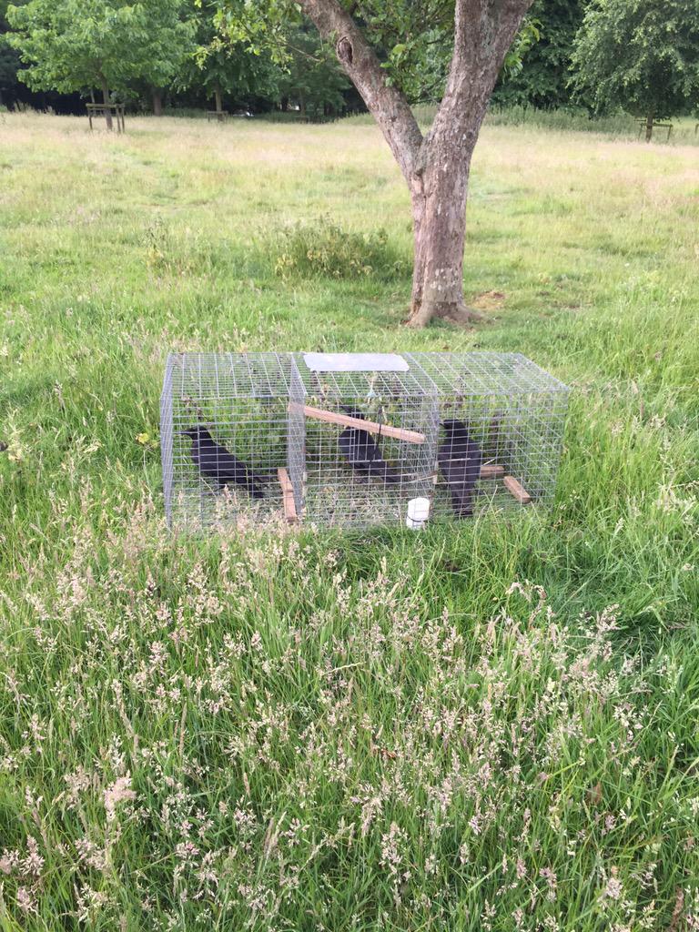 Gamekeeper10's tweet photo. #Crow No.99&100 this year, that's on about 850 acres ๐ + 330 #jackdaws and 60 #magpies #vermincontrol #eggprotection http://t.co/rRThOV3M22