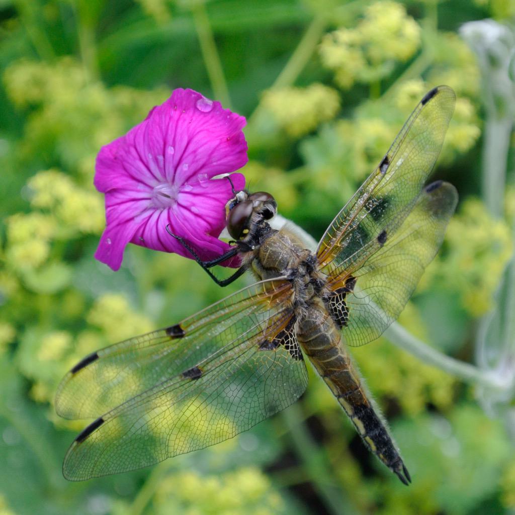 de Geus Marieke (@mariekedegeus) on Twitter photo 