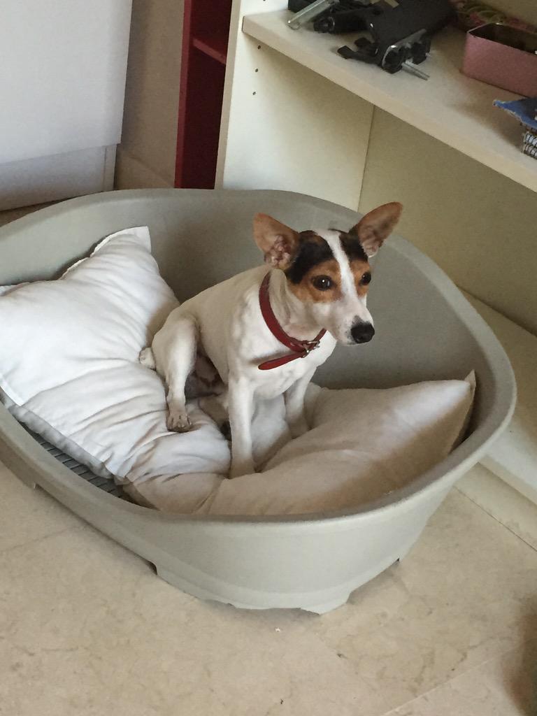 TeresitaDM's tweet photo. #AndaYaP8 Necesito unas vacaciones para olvidarme un rato de este travieso, ahí donde lo veis es un remolino!!!! http://t.co/PnVExYRQdr
