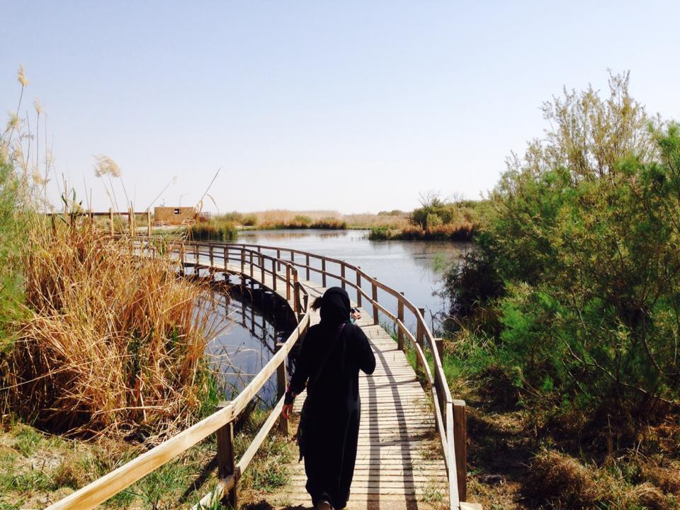Ahmad_Enaya_'s tweet photo. #cnnjordan Azraq Wetland Reserve, south of #jordan where desert and green land meet http://t.co/YWaDuM5cbZ