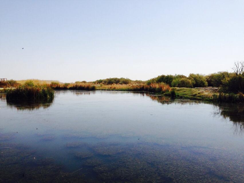 Ahmad_Enaya_'s tweet photo. #cnnjordan Azraq Wetland Reserve, south of #jordan where desert and green land meet http://t.co/YWaDuM5cbZ