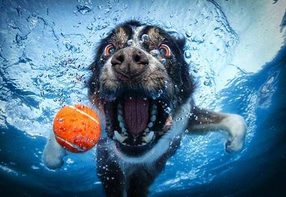 CaponeTheDog tweet media