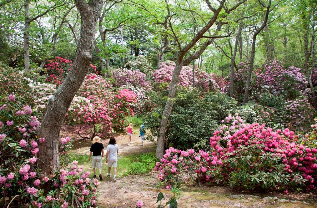 Thousands of rhododendrons have burst into bloom at the Heritage Museum &amp; Gardens! #amazingworld #gardenchat <a href="/VisitMA/">Visit Massachusetts</a>