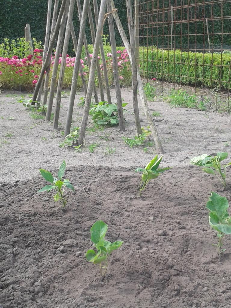ZwartAnneloes's tweet photo. Hele eer voor mijn AH moestuin plantjes om in moestuin van @ElsjeBruijn bij @GroeneveldBaarn verder te mogen groeien! http://t.co/WZlxshMu6Q