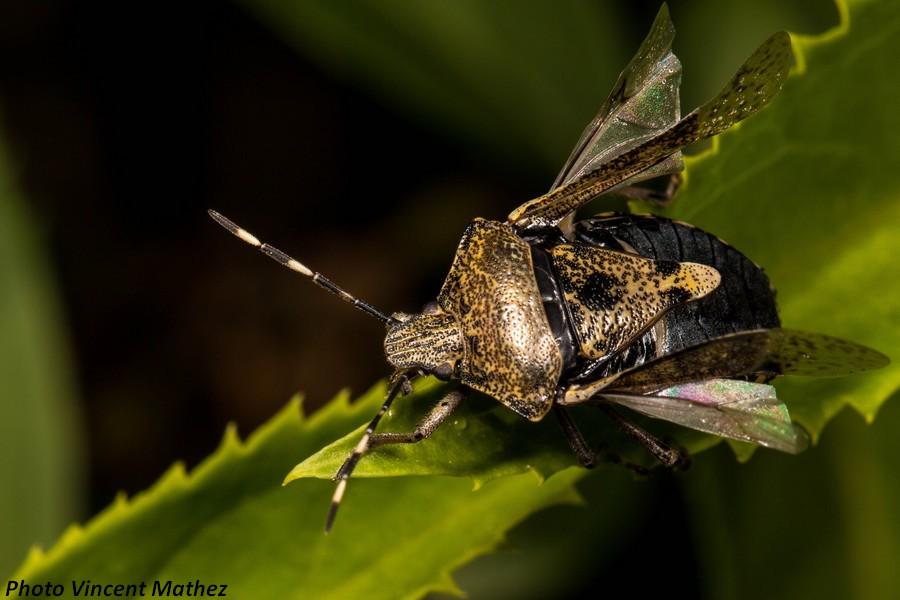 VM_Photos's tweet photo. Punaise Raphigaster nebulosa #Canon 650D + 100 Macro L, plus de #photos sur http://t.co/UwERlV5lVZ    @CanonFrance http://t.co/fIErJTs3cF