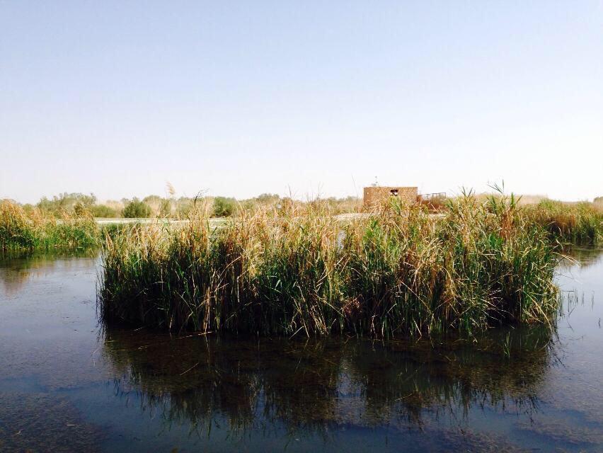 MOTA_Jordan's tweet photo. #cnnjordan Azraq Wetland Reserve, south of #jordan where desert and green land meet by @Ahmed_Haifa77 http://t.co/R7c39hg01f