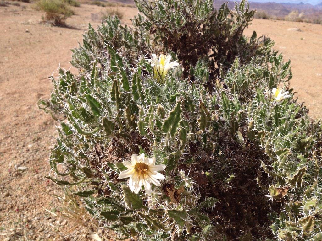 Resurrectiontea's tweet photo. Enjoying discovering other plants that survive in as harsh environs as the Resurrection bush! @tea @justaddwater http://t.co/7NcqR3IWiW
