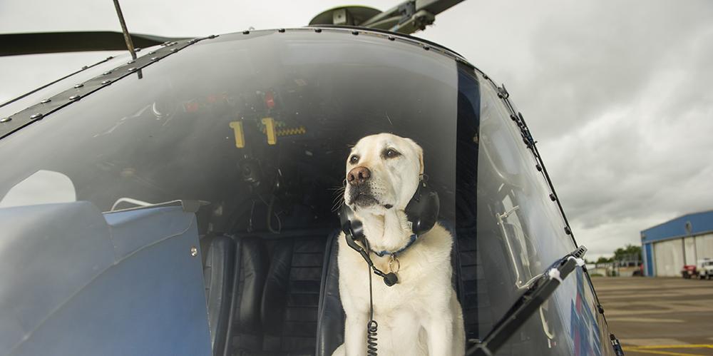 SSE's tweet image. It’s #BringYourDogToWorkDay! Here’s what Ollie got up to with @SHETransmission and @hydroPD: sse.com/newsandviews/a…