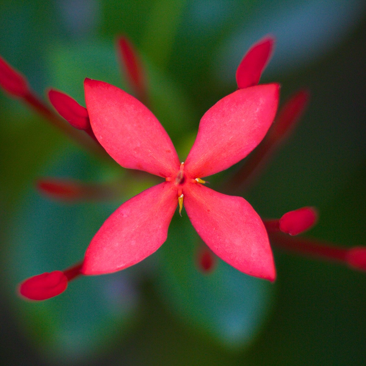 andrewchak's tweet photo. The #redlike beauty of nature is unmatchable. Please help me by voting for my photo: http://t.co/HzWAfepMr5 http://t.co/DMEF4TM9s8