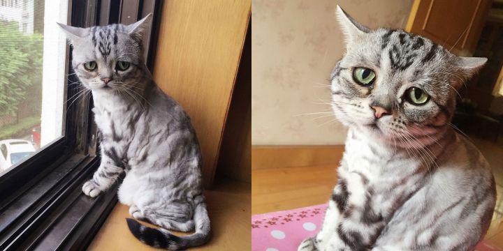 tuxboard's tweet photo. Faites la connaissance de Luhu, le chat le plus triste d’Internet http://t.co/rdYI8oOonj http://t.co/xa9wddyqNW