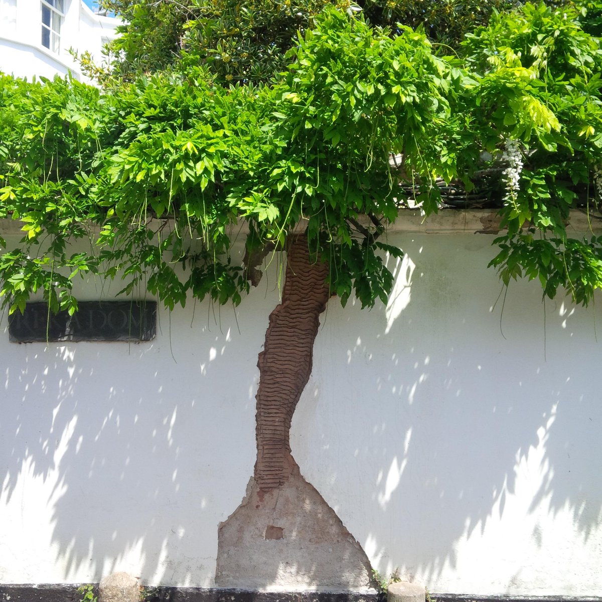 NickSwiftWrites's tweet photo. DIY Palm Tree in #Topsham? Artistic plaster repairs? #ISeeTrees #sentfromdevon @DevonLife #photography http://t.co/w3yDcmbzgo