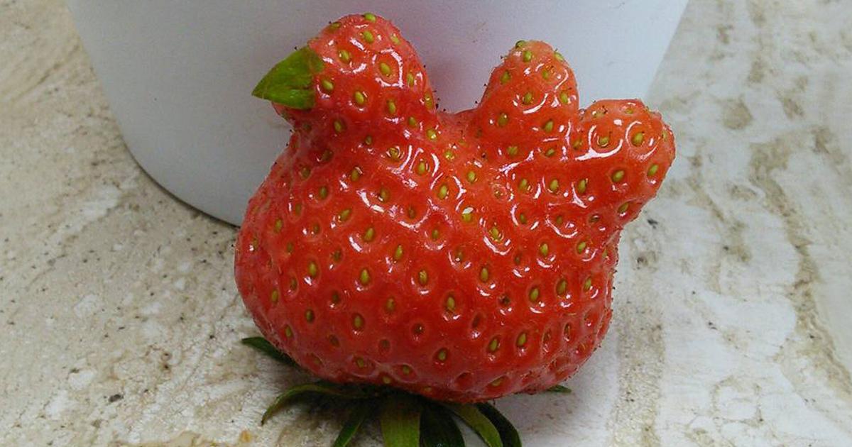 Bored Panda On Twitter 22 Unusually Shaped Fruits And Vegetables That Look Like Something Else 22 Pics Http T Co Egowywicjk Http T Co Yeksjzqid0