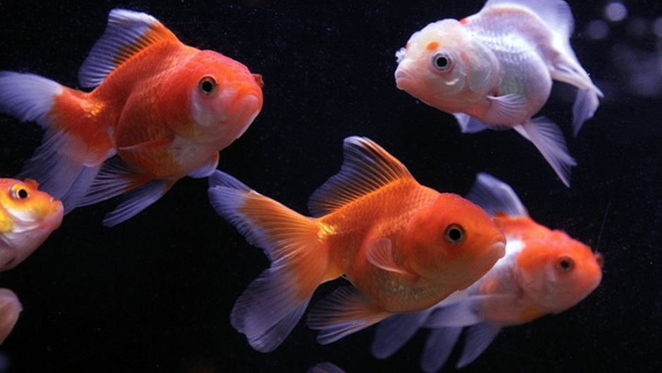 CNNEE's tweet photo. Enormes peces dorados desencadenan problemas ambientales en #Canadá http://t.co/c68CVNkfK8 http://t.co/66EI17s5RI