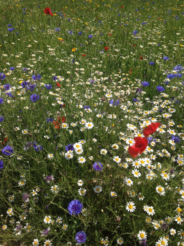 GleanMagazine's tweet image. Beautiful #flowers @TheGarlicFarm yesterday #iowbizladies