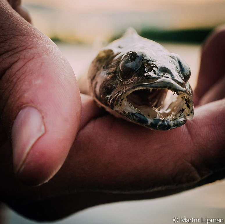 ottriverkeeper's tweet photo. Over 80 species in #OttawaRiver... #Fished for 24h at #OttRivFishathon! http://t.co/QCisfLiJJV #OttRivDiversity http://t.co/b2bNkflkNh