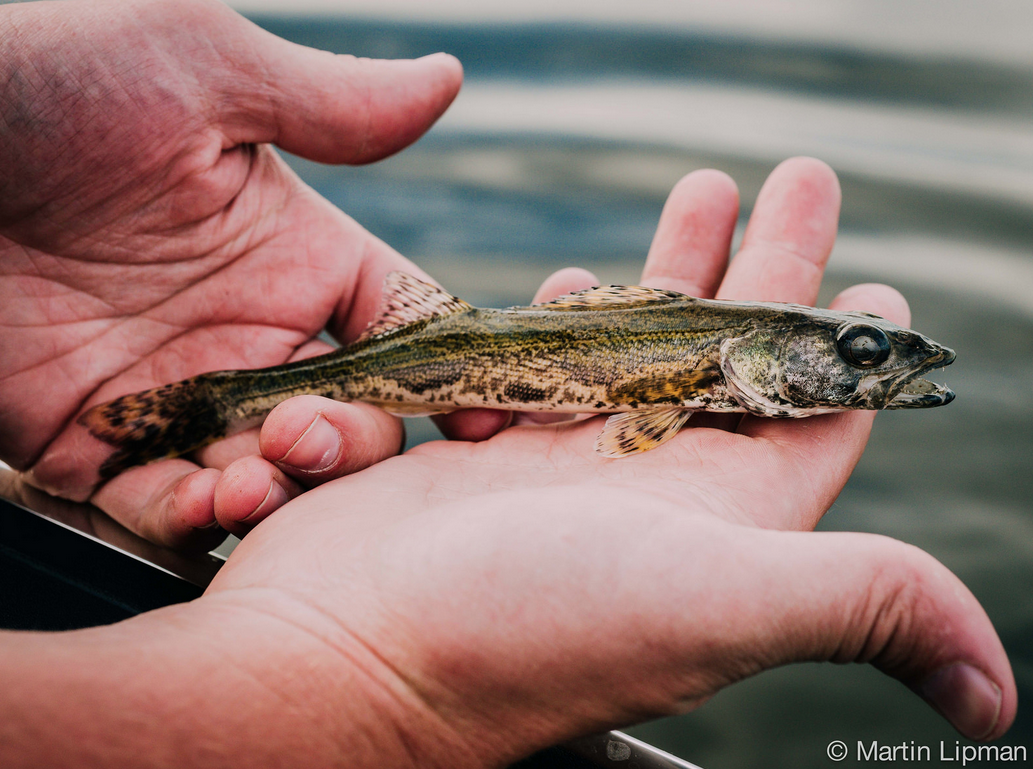 ottriverkeeper's tweet photo. Over 80 species in #OttawaRiver... #Fished for 24h at #OttRivFishathon! http://t.co/QCisfLiJJV #OttRivDiversity http://t.co/b2bNkflkNh