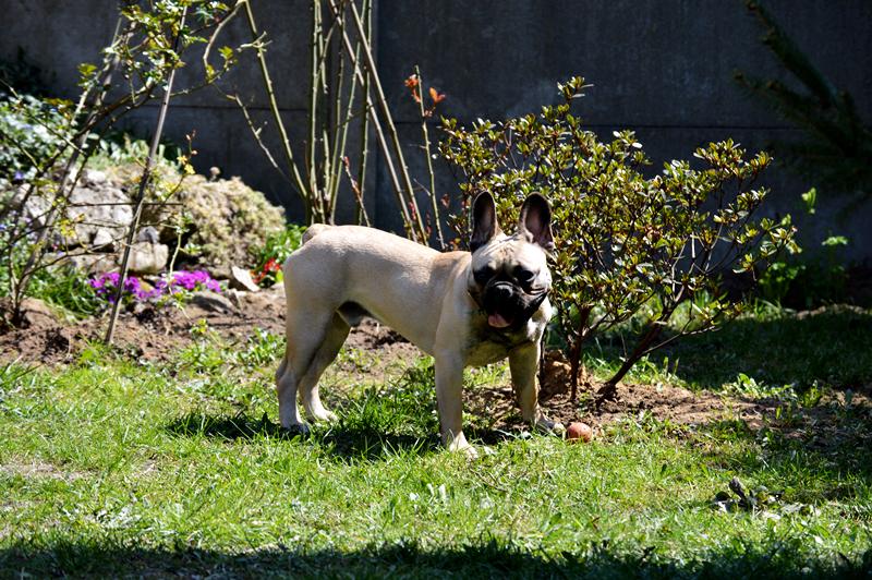CanarySteam's tweet photo. https://t.co/bF3JfuDBB8   #frenchies #frenchbulldogs #buldogi #dogsoftwitter #dogs http://t.co/mTvuBB0ym3
