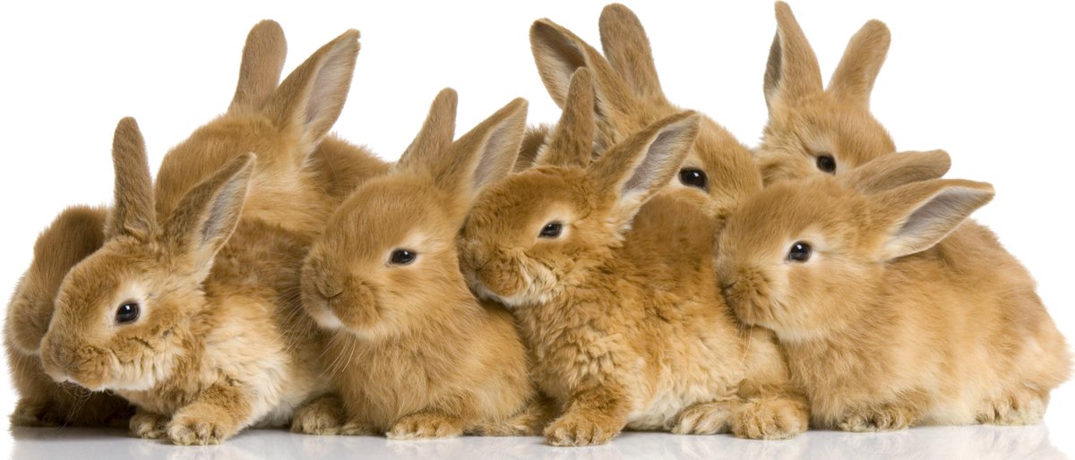 Sweet Rabbits :)