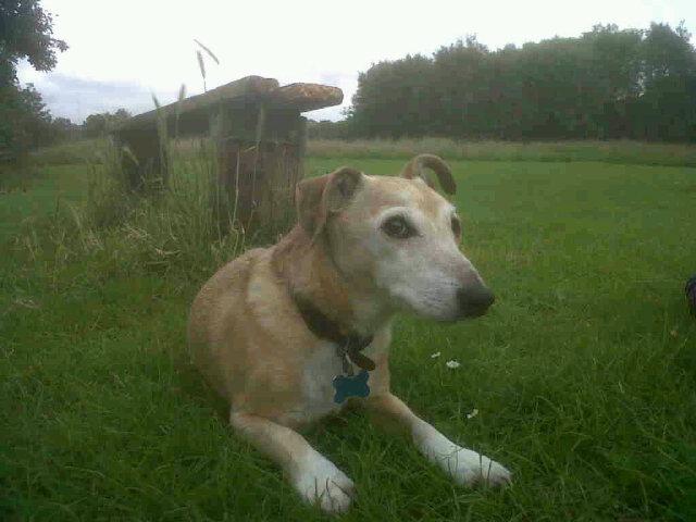 PocoD0c0's tweet image. Chilling out in the grass here besdie the canal at Lifford Lane - part of the Brum&amp;amp; #Worcester