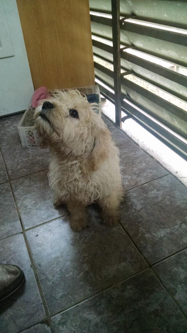 <a href="/Adopcionperrito/">Perritos en Adopción</a> ella es la "Pituca sin lucas" si alguien quiere cuidarla y quererla ella estara encantada.