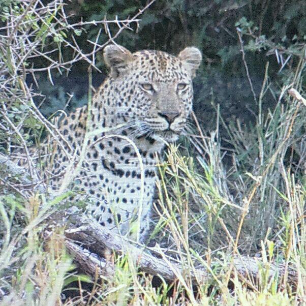 j_beans21's tweet photo. @LatestKruger S39 3km from the turn-off H1-5 by the giraffe bones. Amazing leopard sighting looked like on the hunt http://t.co/ezSgqcHgCL