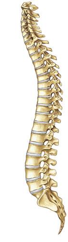 coflexsolution's tweet image. Why does lumbar spinal stenosis cause back and leg pain? coflexsolution.com/content/your-b…