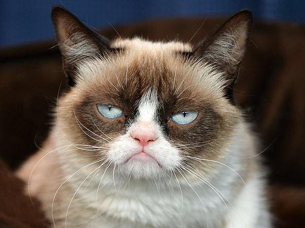 UglyFruitAndVeg's tweet photo. ICYMI - .@RealGrumpyCat, MEET GRUMPY APPLE! He's upset because grocers treat imperfect fruit like it's no good. 😫 http://t.co/LcHoyPp9Rq
