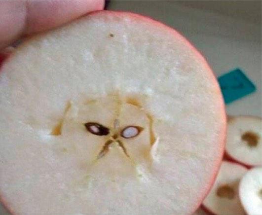 UglyFruitAndVeg's tweet photo. ICYMI - .@RealGrumpyCat, MEET GRUMPY APPLE! He's upset because grocers treat imperfect fruit like it's no good. 😫 http://t.co/LcHoyPp9Rq