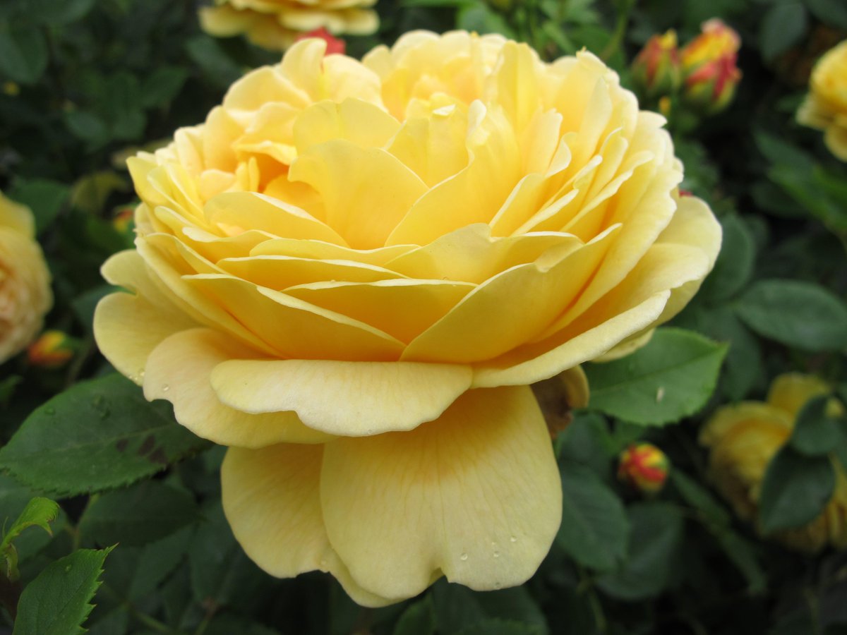 We have plenty of roses for you to buy to make your garden smell lovely. This one is 'Golden Celebration'