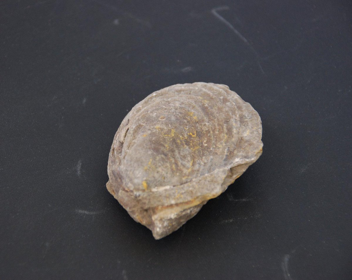 RockhoundColo's tweet photo. Fossilized Bivalvia Shell from Pierre Shale - shell fossil http://t.co/nBQeNGSF3P #Etsy #Geology http://t.co/87FbFbb1Vu