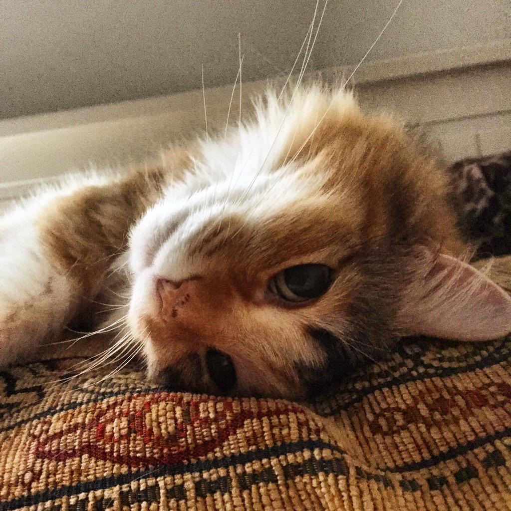 McGPhotographee's tweet photo. How'd I get so lucky? Love love love waking up to this fuzzy face. Happy #Friday
πβ€οΈπ±βοΈ
#KrummLife #CatsOfTwitter http://t.co/ZdHRG8i60h