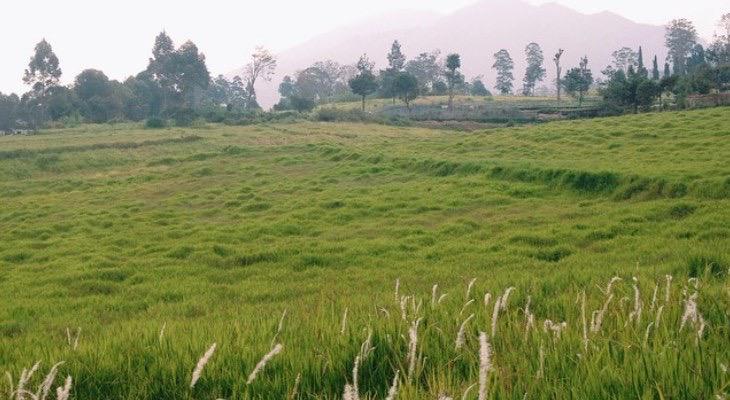 infobdg's tweet photo. Bandung Punya Padang Savana Mirip Di New Zealand http://t.co/Aup4RRU9DB #wisataBDG http://t.co/oM36Hjg3RA