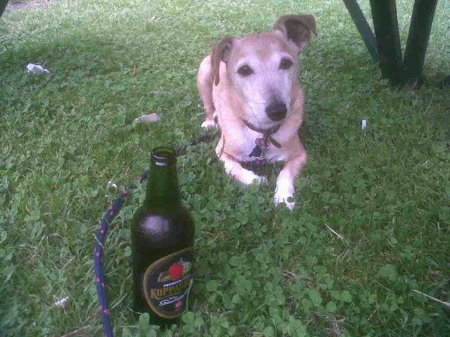 PocoD0c0's tweet image. I have reached The #Navigation. The Navigation is a #bar - no Ale, but the party has to start somehow(!)