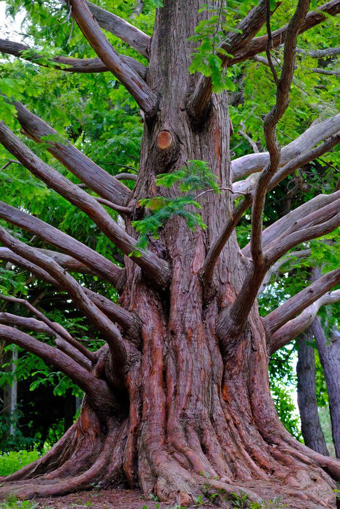 leaf's tweet photo. Thank you @margaretbream @ecoholicnation for helping us pick the #TorontoTreeHunt winners! http://t.co/wtvKkGoELJ http://t.co/5wTjnRpF40