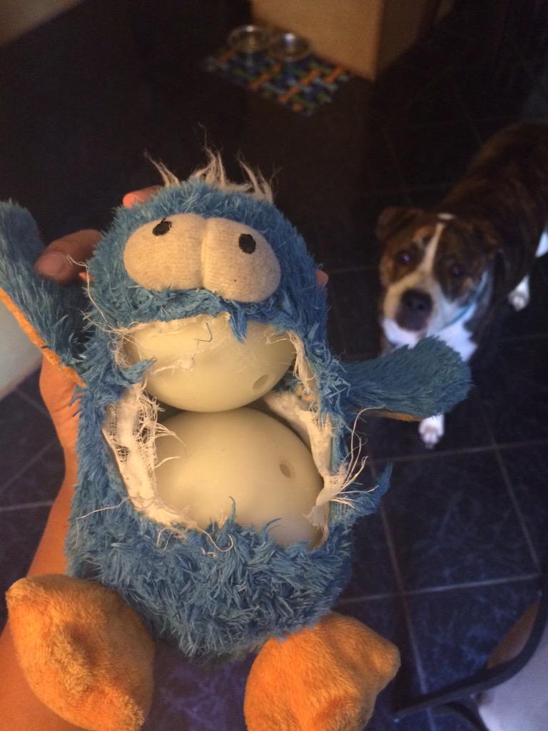 AmarisCastillo's tweet image. Why? #petparentproblems