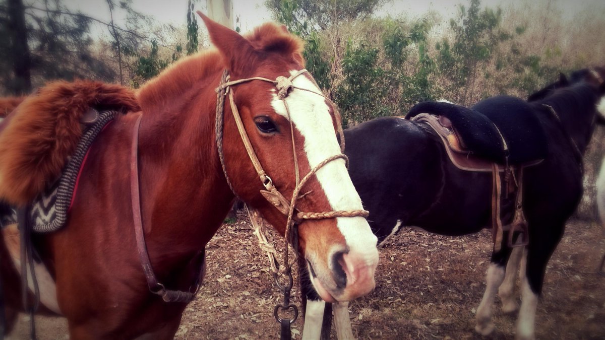 A pasear!! #cabalgatas en #fincavalentina #salta