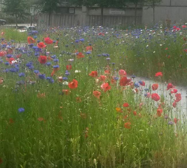 MpegWales's tweet photo. Enjoying the wonderful flowers outside ECW on my break @BangorUni. Sun is shining and the bees are happy too! http://t.co/G9szYqdGts