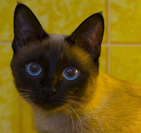 Choco_Sandy1's tweet photo. Super eyes! ♥ #supereyes #cats #animals #photography #art #animales #superojos #gatos #cute #fotografia #arte http://t.co/XiZ9yrhCY1